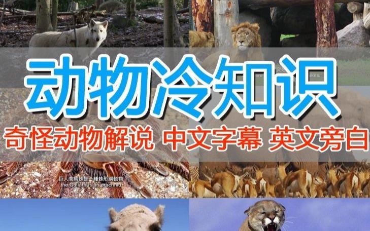 外面卖1699的国外纪录片解说（动物解说、美食、动画片）稳过中视频_中创网,自媒体短视频教学_网创项目_网络创业无忧资源网